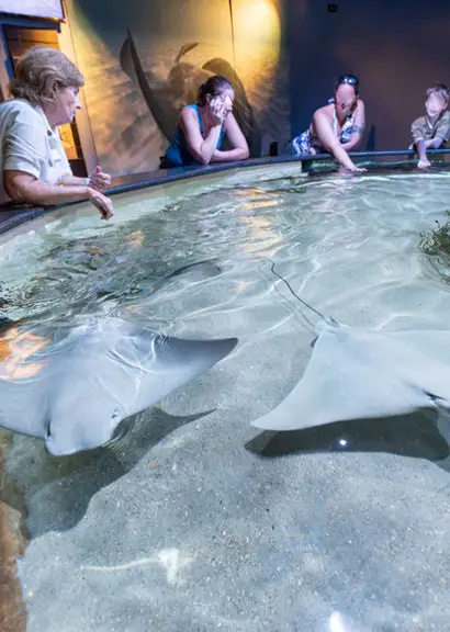 Visitors at a touch tank at the North Carolina Aquarium on Roanoke Island, with two stingrays visible in the shallow water